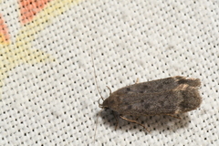 Anacampsis innocuella