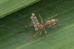 Indopadilla insularis