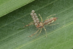 Indopadilla insularis