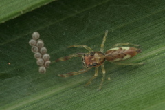 Indopadilla insularis