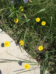 Tetraneuris linearifolia