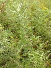 Artemisia macrantha