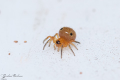 Hypsosinga holzapfelae