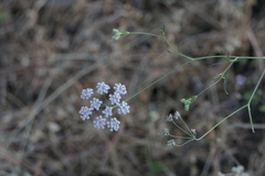Trachyspermum roxburghianum