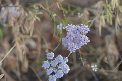 Trachyspermum roxburghianum