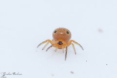 Hypsosinga holzapfelae