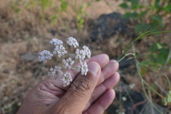 Trachyspermum roxburghianum