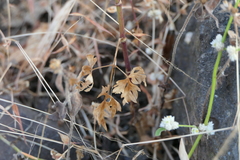 Trachyspermum roxburghianum