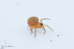 Hypsosinga holzapfelae