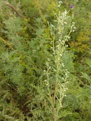 Artemisia macrantha