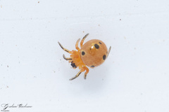 Hypsosinga holzapfelae