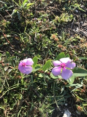 Catharanthus roseus image