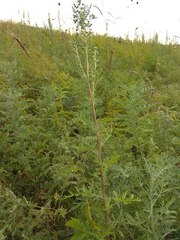 Artemisia macrantha