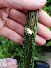 Aspidimorpha nigropunctata