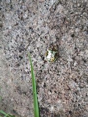 Aspidimorpha nigropunctata