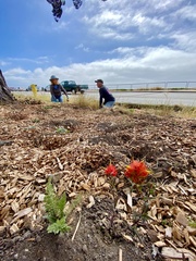 Castilleja litoralis
