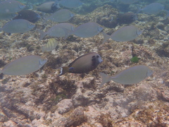Acanthurus tennentii