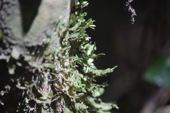 Neckera chilensis