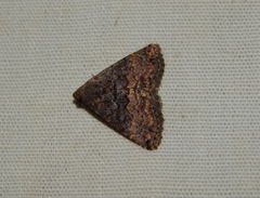 Eublemma nigrivitta