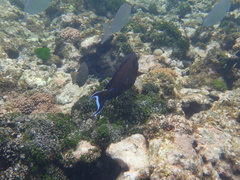 Acanthurus tennentii