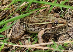 Lithobates brownorum