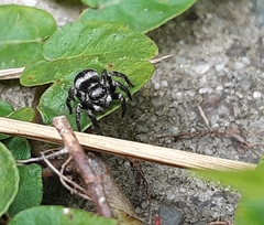 Corythalia argentinensis