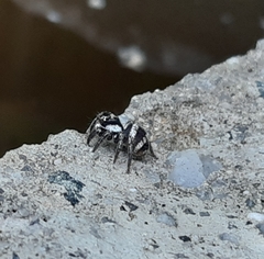 Corythalia argentinensis