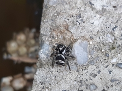 Corythalia argentinensis