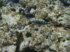 Thalassoma hebraicum