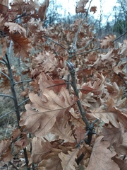 Quercus macranthera