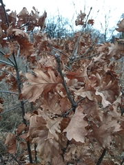 Quercus macranthera
