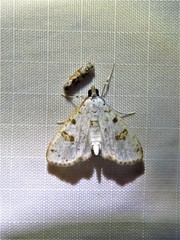 Palpita illibalis