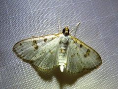 Palpita illibalis