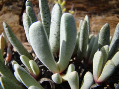 Brianhuntleya intrusa