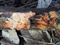 Phanerochaete sanguinea