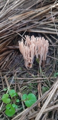 Ramaria ammophila