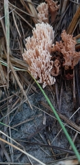 Ramaria ammophila