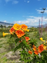 Streptosolen