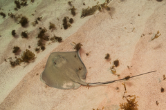 Hypanus berthalutzae