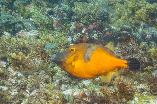 Whitespotted Filefish