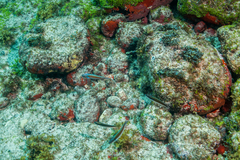 Thalassoma noronhanum