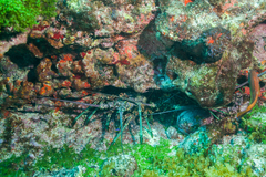 Panulirus laevicauda