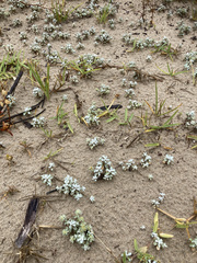 Helichrysum litorale