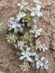 Helichrysum litorale