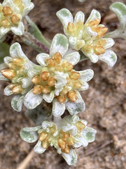 Helichrysum litorale
