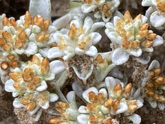 Helichrysum litorale