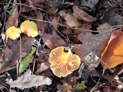 Hygrocybe quieta