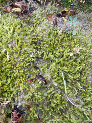 Catagonium nitens maritimum