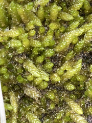 Catagonium nitens maritimum