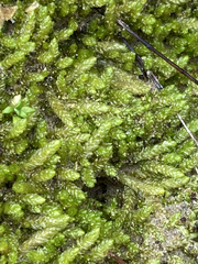 Catagonium nitens maritimum